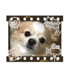 愛犬チョロ（個別スタンプ：22）