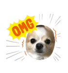 愛犬チョロ（個別スタンプ：23）