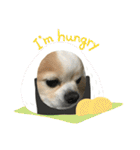 愛犬チョロ（個別スタンプ：28）