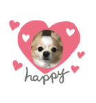 愛犬チョロ（個別スタンプ：29）