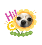 愛犬チョロ（個別スタンプ：30）