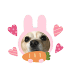 愛犬チョロ（個別スタンプ：31）