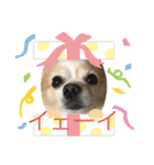 愛犬チョロ（個別スタンプ：32）