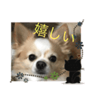 愛犬チョロ（個別スタンプ：33）