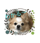 愛犬チョロ（個別スタンプ：34）