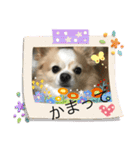 愛犬チョロ（個別スタンプ：35）