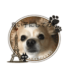 愛犬チョロ（個別スタンプ：36）