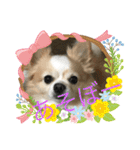 愛犬チョロ（個別スタンプ：38）