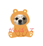 愛犬チョロ（個別スタンプ：39）