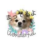愛犬チョロ（個別スタンプ：40）