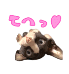スフィンクスのフィオくん 第二弾！（個別スタンプ：1）