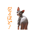 スフィンクスのフィオくん 第二弾！（個別スタンプ：3）
