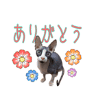 スフィンクスのフィオくん 第二弾！（個別スタンプ：4）