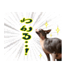 スフィンクスのフィオくん 第二弾！（個別スタンプ：5）