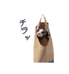スフィンクスのフィオくん 第二弾！（個別スタンプ：7）