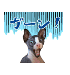 スフィンクスのフィオくん 第二弾！（個別スタンプ：8）