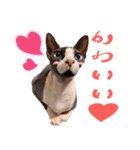 スフィンクスのフィオくん 第二弾！（個別スタンプ：10）