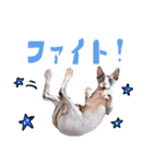 スフィンクスのフィオくん 第二弾！（個別スタンプ：11）