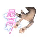 スフィンクスのフィオくん 第二弾！（個別スタンプ：12）