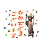 スフィンクスのフィオくん 第二弾！（個別スタンプ：15）