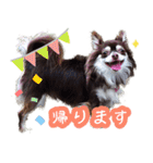 チョコタンチワワ＊マロンの日常＊（個別スタンプ：7）