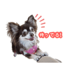 チョコタンチワワ＊マロンの日常＊（個別スタンプ：8）