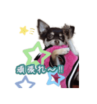 チョコタンチワワ＊マロンの日常＊（個別スタンプ：12）