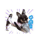 チョコタンチワワ＊マロンの日常＊（個別スタンプ：13）