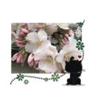 flower by  mokkun（個別スタンプ：14）