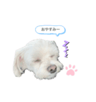 ちょーち（個別スタンプ：1）