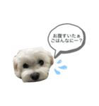ちょーち（個別スタンプ：3）