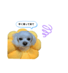ちょーち（個別スタンプ：4）