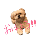 愛犬グミスタンプ（個別スタンプ：1）