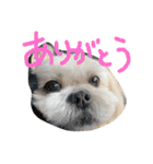 愛犬グミスタンプ（個別スタンプ：3）