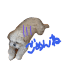 愛犬グミスタンプ（個別スタンプ：4）