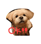 愛犬グミスタンプ（個別スタンプ：5）