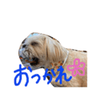 愛犬グミスタンプ（個別スタンプ：8）