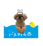 愛犬グミスタンプ（個別スタンプ：12）