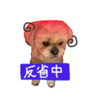 愛犬グミスタンプ（個別スタンプ：18）