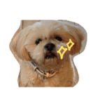 愛犬グミスタンプ（個別スタンプ：19）