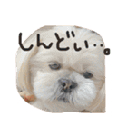 愛犬グミスタンプ（個別スタンプ：21）