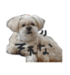 愛犬グミスタンプ（個別スタンプ：22）