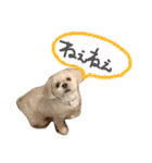 愛犬グミスタンプ（個別スタンプ：23）