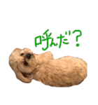 愛犬グミスタンプ（個別スタンプ：24）