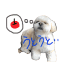 愛犬グミスタンプ（個別スタンプ：25）