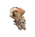 愛犬グミスタンプ（個別スタンプ：28）