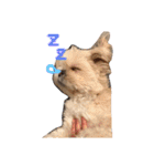 愛犬グミスタンプ（個別スタンプ：30）