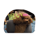トイプードルうららの日常スタンプ（個別スタンプ：2）