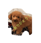 トイプードルうららの日常スタンプ（個別スタンプ：4）