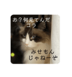 煽りデブ猫ラス（個別スタンプ：1）